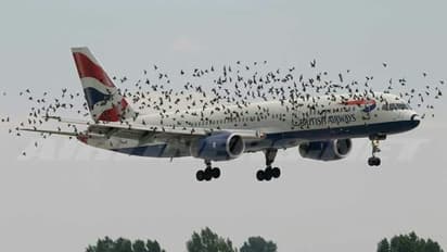 ಹಿಂದೆಂದೂ ಕೇಳರಿಯದ ಘಟನೆ: ಬ್ರಿಟಿಷ್ ಏರ್’ವೇಸ್ ಮೇಲೆ ಹಕ್ಕಿಗಳ ದಾಳಿ!