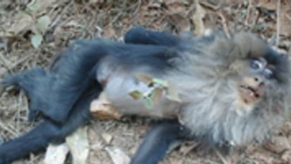 ಅಳಿವಿನಂಚಿನಲ್ಲಿರುವ ಅಪರೂಪದ ಸಿಂಗಳಿಕ ಸಾವು