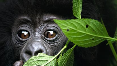 In pics: These are a few critically endangered animals