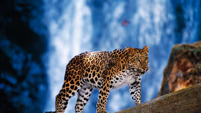 Attacked by wild animals? Karnataka government promises Rs 2,000 per month for 5 years