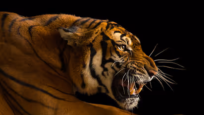 Animal-Human conflict laws just theory