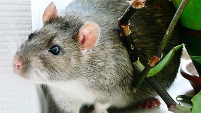 48 ಕೋಟಿ ಜನರ ಬಲಿ ತೆಗೆದುಕೊಂಡ Black Deathಗೆ ಹೋಲಿಸಿದರೆ ಕೊರೊನಾ ಬಚ್ಚಾ!