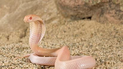 Whiter shade of pale: 20 types of albinos in the animal kingdom