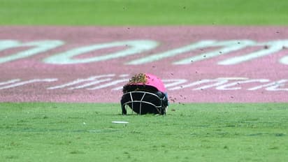 In Pics: How a swarm of bees invaded South Africa vs Sri Lanka game
