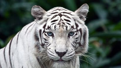 Hyderabad : తెలుగోళ్లకు సూపర్ ఛాయిస్ ... ఇక్కడికి వెళితే తెల్ల పులులతో సెల్పీ దిగొచ్చు