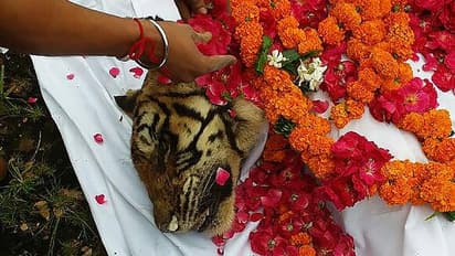 In pics: Machli, India's oldest tigress, given solemn funeral