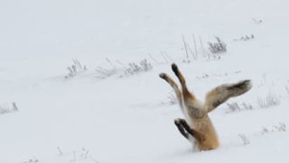 Having a bad day? These funny animal pics will cheer you up