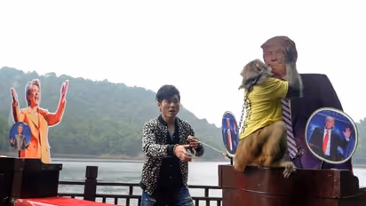 Chinese monkey- Indian fish: Animals more popular than Hillary-Trump combined