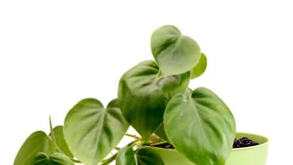 ಈ ಗಿಡವಿದ್ದರೆ ವಾಸ್ತು ದೋಷ ದೂರ....