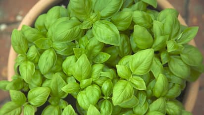 ಸಿಹಿ ತುಳಸಿ ಬಗ್ಗೆ ಕೇಳಿದ್ದೀರಾ? ಏನಿದು, ಇದರ ಪ್ರಯೋಜನಗಳೇನು?