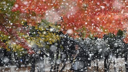 In Pics: Tokyo experiences November snowfall for the first time in 54 years