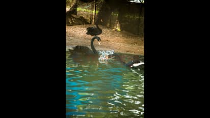 Black swan cygnets are the latest attraction at Thiruvananthapuram Zoo