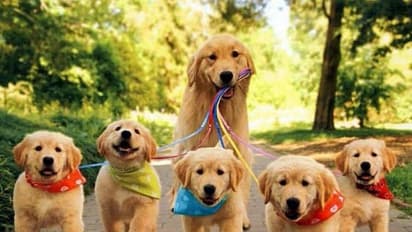 కుక్క పిల్లలను భయపెట్టాడని.. రంగంలోకి దిగిన తల్లి కుక్క.. వీడియో