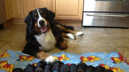 Pics of the day: Proud moms with their babies