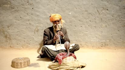 In pics: Snake charmers of India