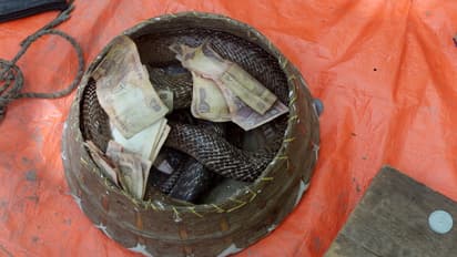 డబ్బులు రాలేవని ట్రైన్ బోగీలోనే పాములు వదిలిన పాములాడించేవారు.. బోగీలో గందరగోళం