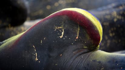 Jallikattu protests: Tamil Nadu rises for bullish pride