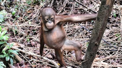 Deforestation has made the life of Orangutans difficult in Indonesia