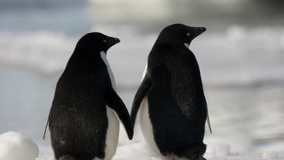 Aww: Animals celebrate Valentine's Day, too