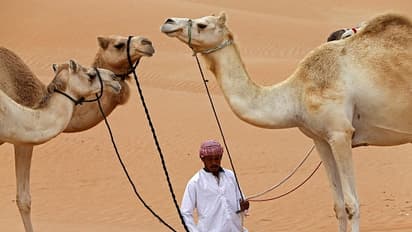 వైరల్.. మొదటిసారి మంచును చూసిన ఎడారి ఒంటె.. సంతోషంతో పిల్లమొగ్గలేస్తూ కేరింతలు..