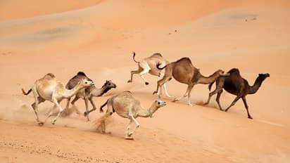 উটের সফর থেকে টেন্টে লাইভ ডিজে, বালির শহর জয়সলমীর যখন ট্রিপ ডেস্টিনেশন