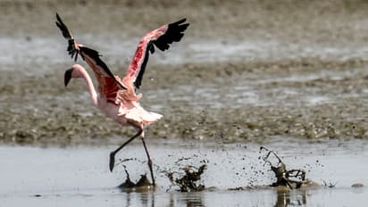 (In pics) When Flamingos 'span their wings' in Mumbai sky