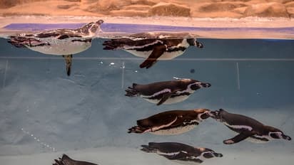In pics: Humboldt Penguin enclosure opens at Byculla Zoo, Mumbai