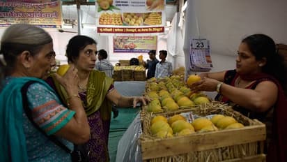 In Pics:  Mumbai Mango Festival