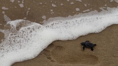 In Pics: Turtles in the Bay of Bengal Sea