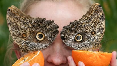 The "Sensational Butterflies" exhbition at the Natural History Museum in London
