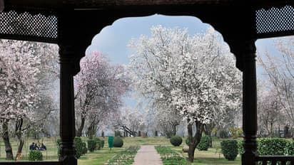 In pics: Spring in Kashmir