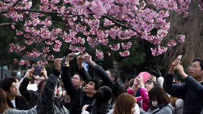 Cherry Blossom: ಜಪಾನ್‌ನಲ್ಲಿ ಅರಳಿ ನಿಂತಿವೆ ಚೆರ್ರಿ ಹೂವುಗಳು : ನೋಡುಗರ ಕಣ್ಣಿಗೆ ಹಬ್ಬ 