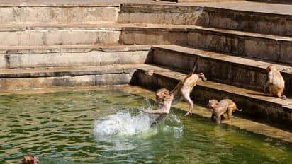 Monkeying around (in pics): Macaques in Galta ji Temple in Jaipur