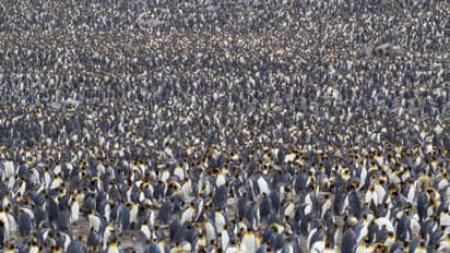 World Penguin Day: King penguin colonies in world's most exotic locations