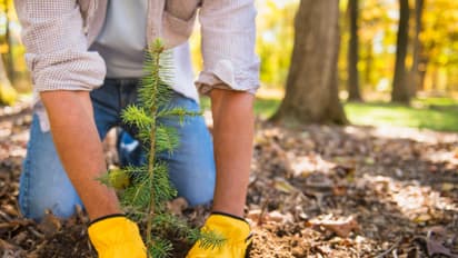 ತಮಾಷೆಯೇ ಅಲ್ಲ! ಆದೇಶ ಪಾಲಿಸದ ಅಧಿಕಾರಿಗೆ 100 ಗಿಡ ನೆಡುವ ಶಿಕ್ಷೆ