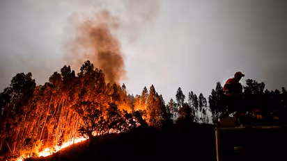 Wildfire in central Portugal kills 61, people burnt to death in their cars while trying to escape