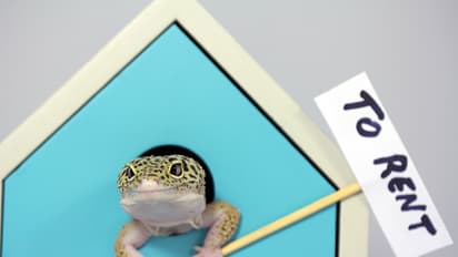 These 28 adorable pictures of a lizard will make you forget how creepy they are