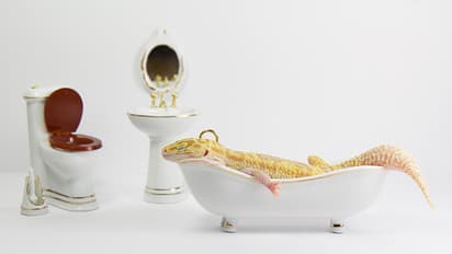 வீட்டில் பல்லி தொல்லை நிரந்தரமா போகனுமா? ஒரு எலுமிச்சை போதும்.. பல்லியை ஓட ஓட விரட்டி அடிக்கலாம் 