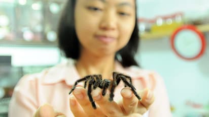 Meet the woman whose 1500 pet tarantulas live with her