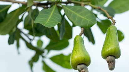 The bizarre and beautiful origins of our favorite foods