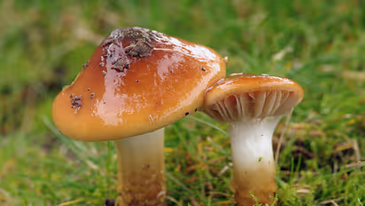 Did you know mushrooms had these many health benefits?