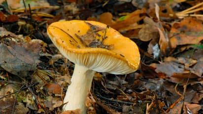 ವಿಷಯುಕ್ತ ಅಣಬೆ ತಿಂದು ಒಂದೇ ಕುಟುಂಬದ 15 ಮಂದಿ ಅಸ್ವಸ್ಥ