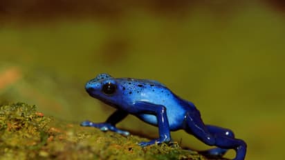 Beware of these 15 most venomous creatures living on earth