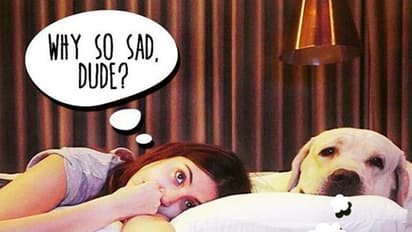 How to keep your fur baby safe this Diwali