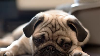 Air pollution: Here's how you can take care of your furry friends