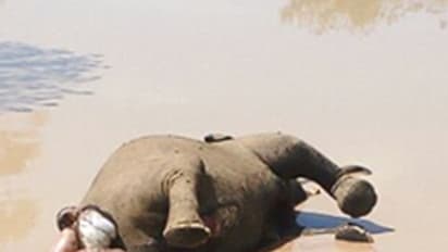 ನೀರು ಕುಡಿಯಲು ಹೋದ ಹೆಣ್ಣಾನೆ ಕೆಸರಲ್ಲಿ ಸಿಲುಕಿ ಸಾವು