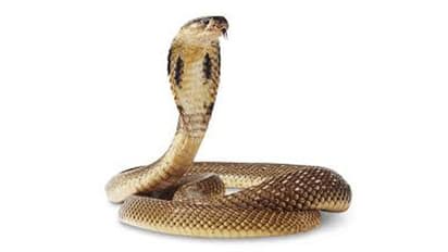 ಹಾವಿನ ಕಡಿತದಿಂದ ನಟಿ ದುರ್ಮರಣ