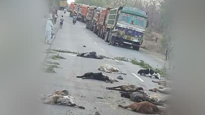 35 గొర్రెలను, గొర్ల కాపరిని మింగిన ఇసుక మాఫియా