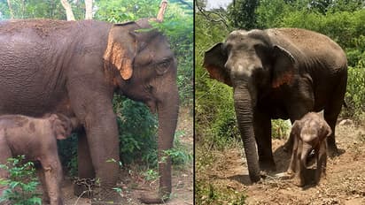 Bannerghatta’s eco-sensitive zone to shrink: Activists see red as Karnataka government gets green signal