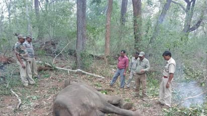 ಚಿಕಿತ್ಸೆ ಫಲಕಾರಿಯಾಗದೇ ಕಾಡಾನೆ ಸಾವು